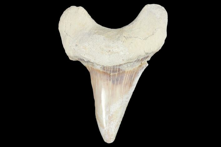 Fossil Shark Tooth (Otodus) - Morocco #103280